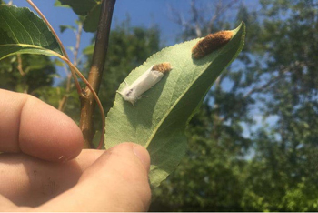 Browntail moth eggs and adult (Bath Forestry Division Photo, July 17, 2017)